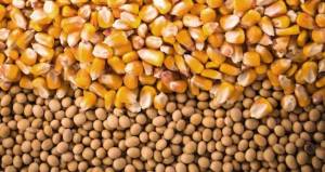 Preço da soja e do milho registram queda em março em Mato Grosso do Sul