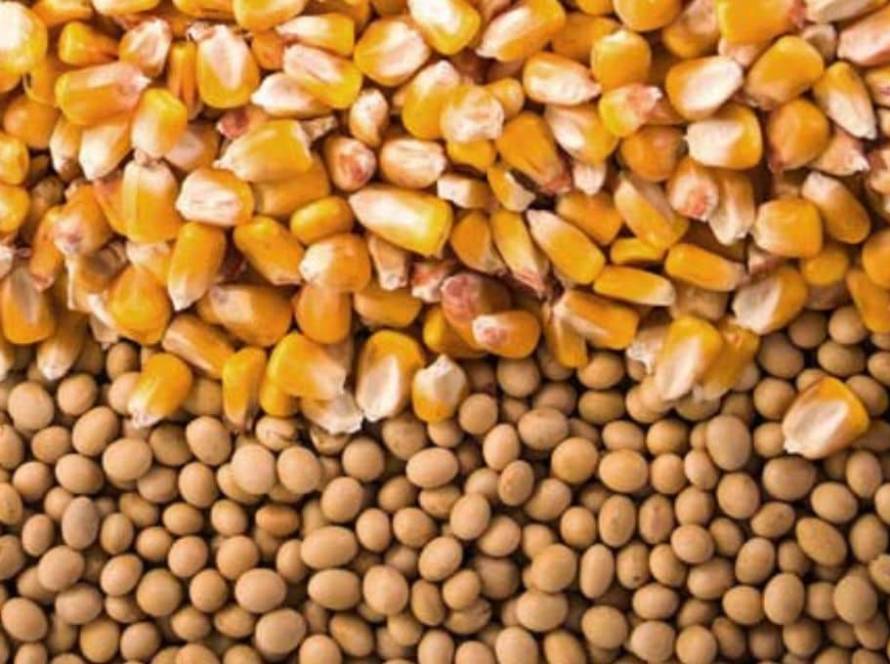 Preço da soja e do milho registram queda em março em Mato Grosso do Sul