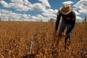 Safra de soja do Brasil sobe para 184,7 milhões de toneladas com produtividade recorde na Bahia