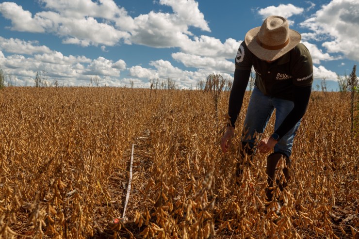Safra de soja do Brasil sobe para 184,7 milhões de toneladas com produtividade recorde na Bahia