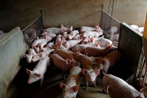 Suinocultura de MT avança com inovação e biosseguridade após missão técnica na Embrapa