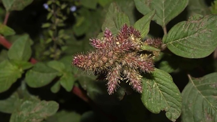 Caruru-roxo escapa ao controle e já contamina lavouras de soja em quatro estados do país