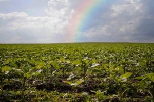 Excesso de crescimento da soja pode derrubar produtividade em até 62%