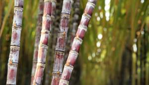 Goiás bate recorde na produção de cana-de-açúcar e assume 2º lugar no Brasil