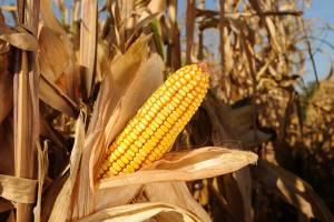 Incrementa MS, programa para elevar o patamar produtivo no Estado do Mato Grosso do Sul, entra em fase de expansão
