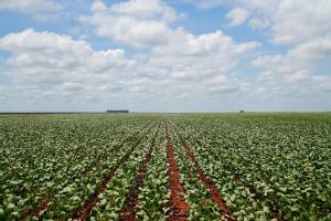 Produção de biodiesel cresce e Mato Grosso responde por 26% do volume nacional, aponta Imea