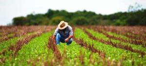 Produtores de soja precisam antecipar procedimentos para acessar seguro rural com subvenção ampliada