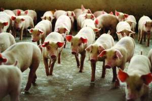 Programa de bonificação valoriza suinocultores no Mato Grosso do Sul