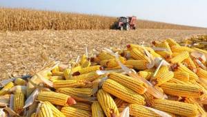 AgRural: Com MT firme, colheita da safrinha de milho chega a 4,4% no Centro-Sul