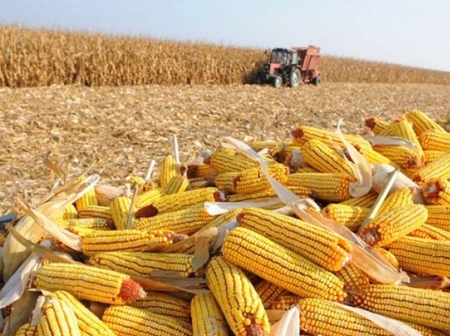 AgRural: Com MT firme, colheita da safrinha de milho chega a 4,4% no Centro-Sul