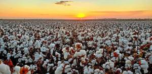 COTTON DAY : Com foco na produtividade Fundação Mato Grosso realiza dia de campo de algodão