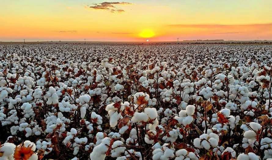 COTTON DAY : Com foco na produtividade Fundação Mato Grosso realiza dia de campo de algodão