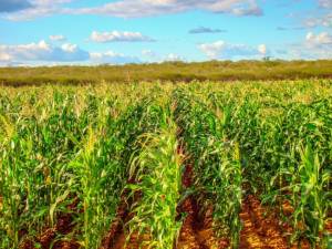 Com 2,9 milhões de hectares cultivados, milho paranaense segue em condição favorável