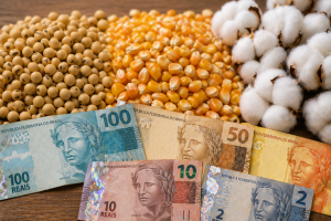 Comercialização do milho avança no Mato Grosso, enquanto do algodão e exportações de soja desaceleram em maio