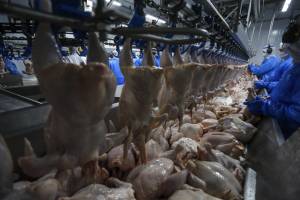 Exportações de frango do Rio Grande do Sul crescem 22,3%