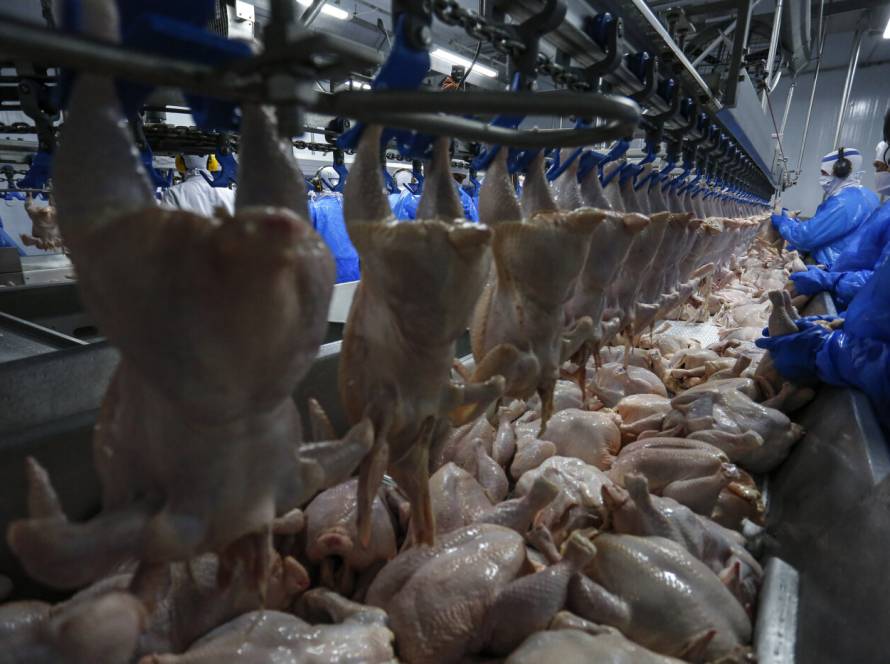 Exportações de frango do Rio Grande do Sul crescem 22,3%