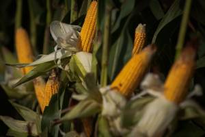 Investimento chinês pode ampliar oportunidades para o milho produzido em Mato Grosso