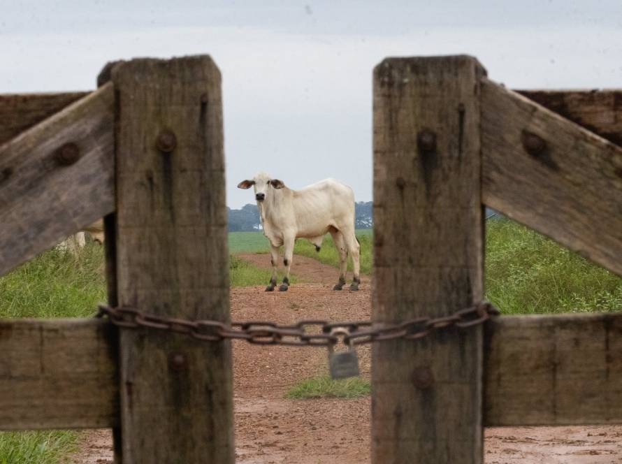 Risco de desabastecimento de sal mineral acende alerta na pecuária de Mato Grosso