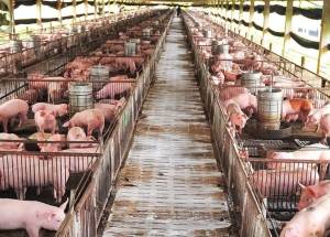 Suinocultura de MS avança com R$ 45 milhões em incentivos e mais de 4,5 milhões de animais beneficiados