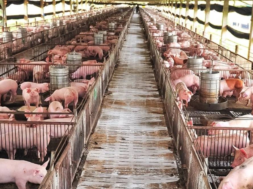Suinocultura de MS avança com R$ 45 milhões em incentivos e mais de 4,5 milhões de animais beneficiados
