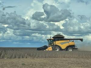 Colheita do milho ganha ritmo no Mato Grosso e Goiás e já chega aos 38,9% no Brasil, aponta Conab