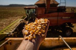 Colheita do milho passa de 58% e Conab com boas produtividades em Mato Grosso, mas quedas em Tocantins, Maranhão e Piauí