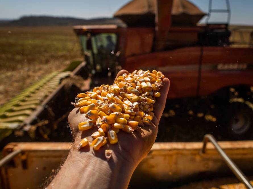 Colheita do milho passa de 58% e Conab com boas produtividades em Mato Grosso, mas quedas em Tocantins, Maranhão e Piauí