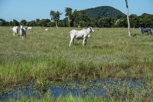 Nova resolução estabelece regras para áreas úmidas e amplia segurança jurídica aos produtores rurais em Mato Grosso