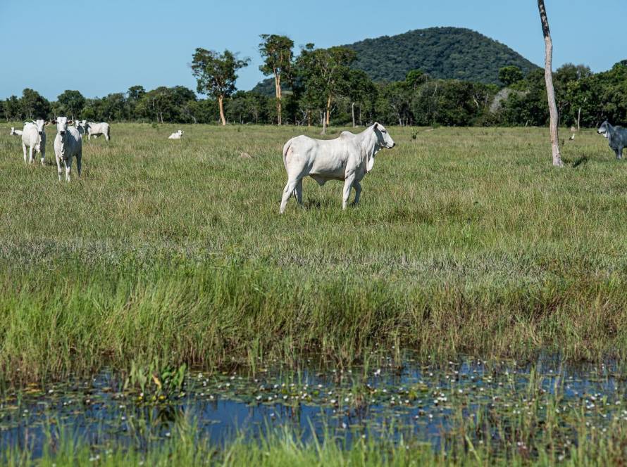 Nova resolução estabelece regras para áreas úmidas e amplia segurança jurídica aos produtores rurais em Mato Grosso