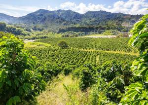 Produção de uva dobra em quatro anos em Goiás, impulsionando a vitivinicultura e o surgimento de novos destinos