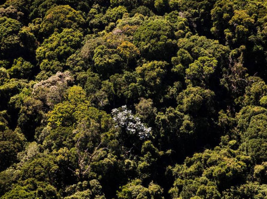 Regulamentação federal fortalece debates sobre pagamento por serviços ambientais no Pantanal em Mato Grosso