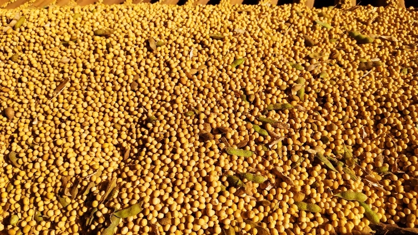 Para os agricultores, a recomendação central é escalonar as vendas