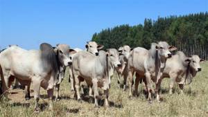 Boi gordo sobe 3,31% em Mato Grosso