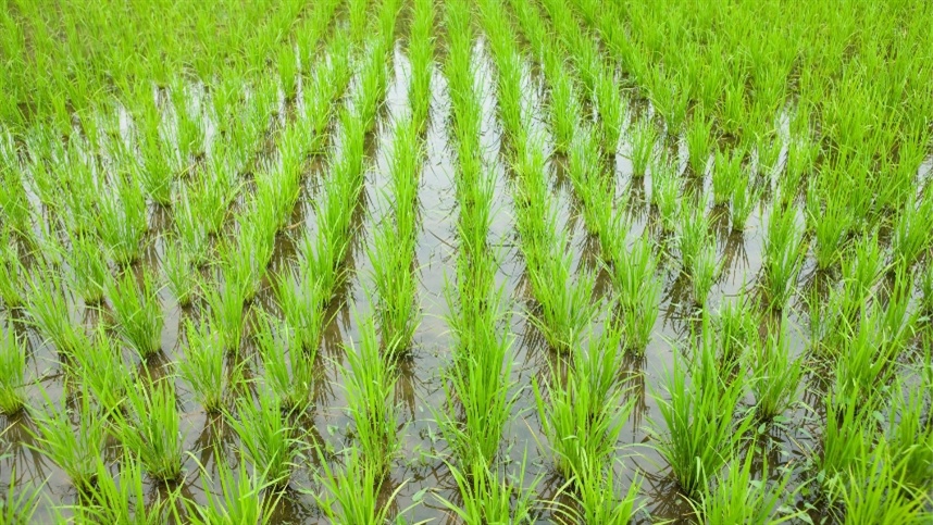 No Paraguai, algumas regiões já iniciam a semeadura em agosto