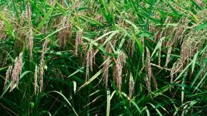 Para o arroz, o risco apontado não está necessariamente ligado à falta de água