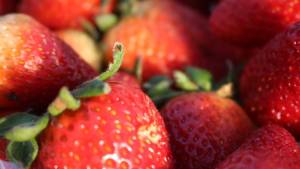 Geada e chuvas pressionam produção de morango