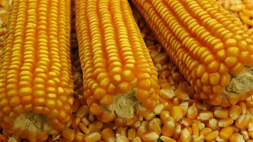 No mercado físico, as negociações permanecem pontuais