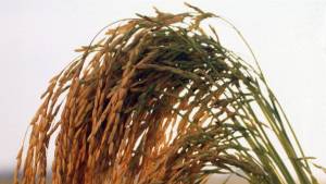 Plantas daninhas: manejo no inverno protege o arroz irrigado