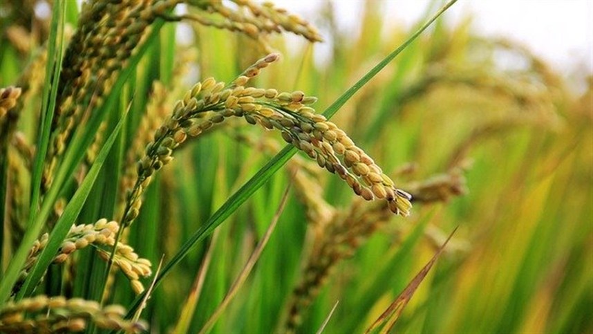 Preço do arroz sobe 22% no Rio Grande do Sul