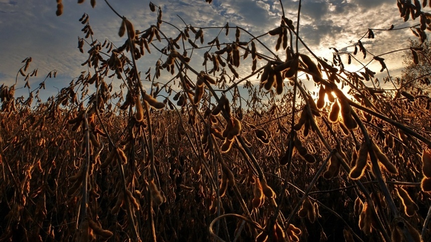 A soja ocupa 2,218 milhões de hectares