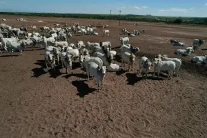 Abate bovino perde força em Mato Grosso e queda das fêmeas reforça sinal de retenção de matrizes