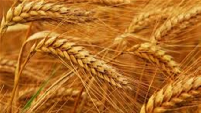No Rio Grande do Sul, a procura pelo trigo velho segue firme