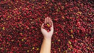 Chuvas favorecem safra de café e preços recuam