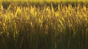 A estimativa para a produção de arroz beneficiado em 2026/27 foi revisada