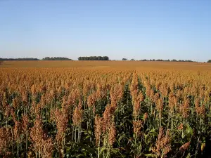 Goiás lidera três culturas agrícolas no país e produz 20,3 milhões de toneladas de soja