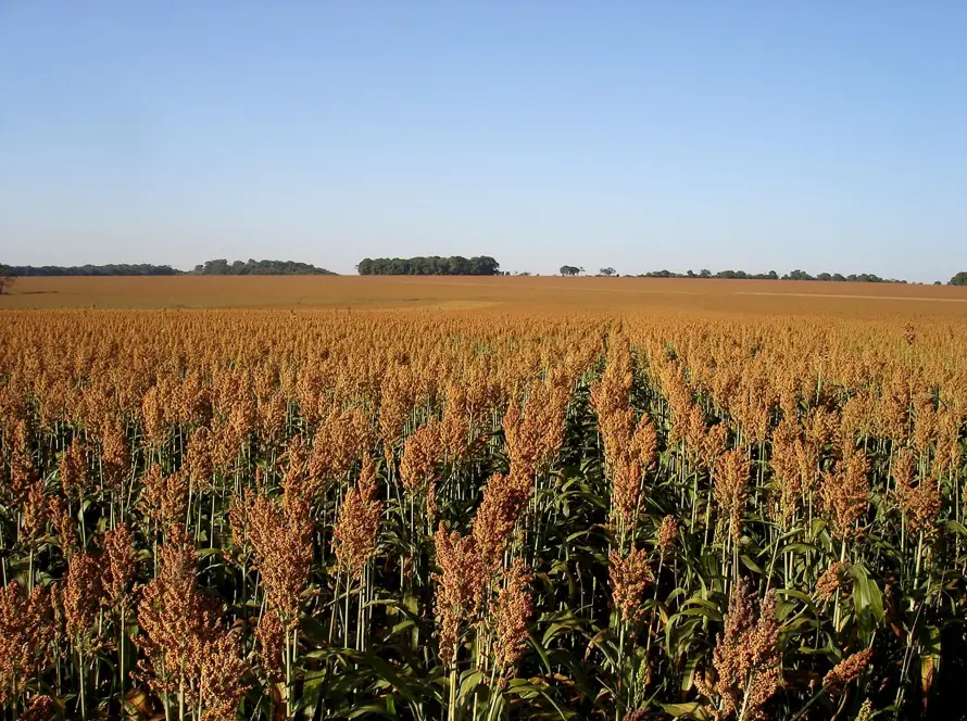 Goiás lidera três culturas agrícolas no país e produz 20,3 milhões de toneladas de soja