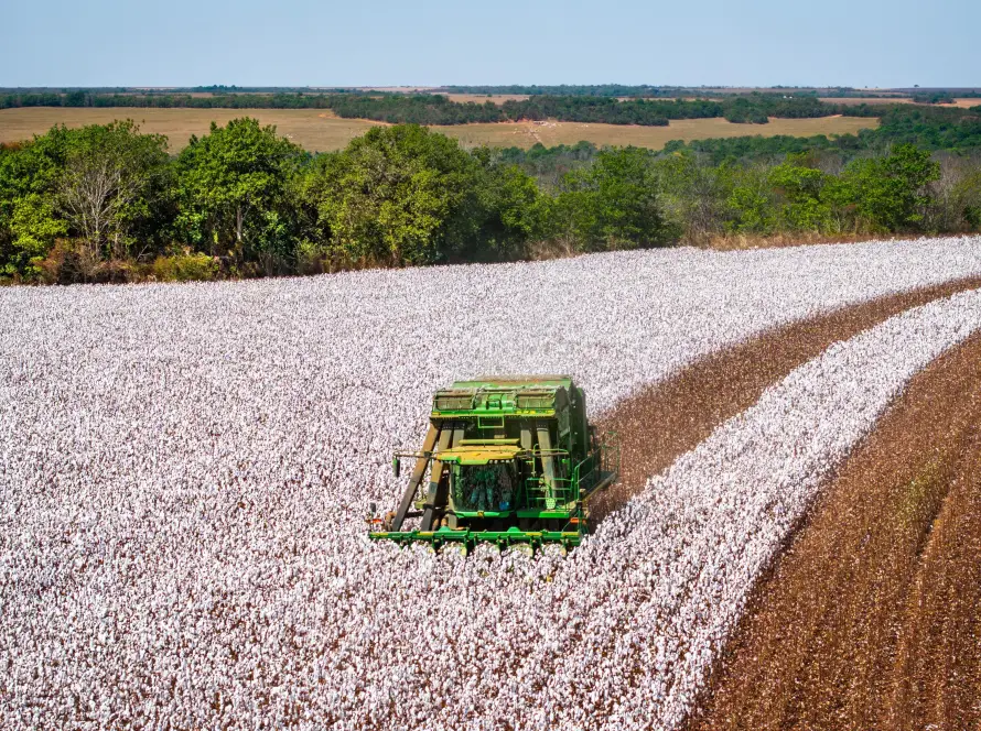 Imea aponta fim da colheita de algodão em Mato Grosso com 100% da área colhida