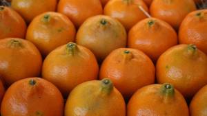 Laranja: por que produção deve cair 10,2% na safra 2026/27