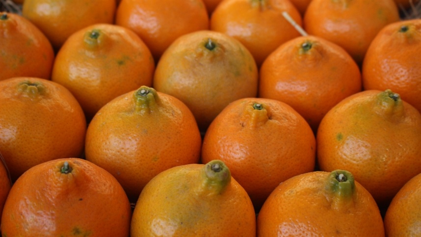 Laranja: por que produção deve cair 10,2% na safra 2026/27