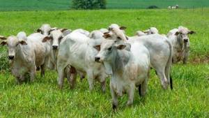 Mato Grosso: abate de fêmeas cai 24,59% em um ano
